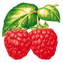 Raspberry